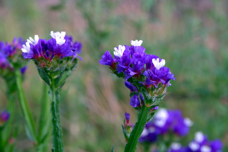Dry flower plumbaginaceae
