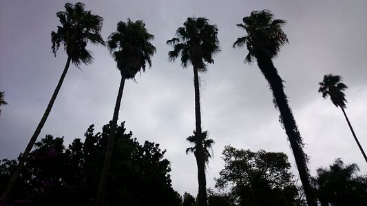 Garden giant palm algeria