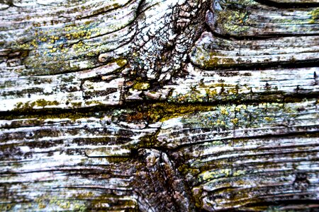 Board old wood texture