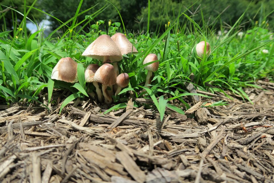 Nature fungus forest