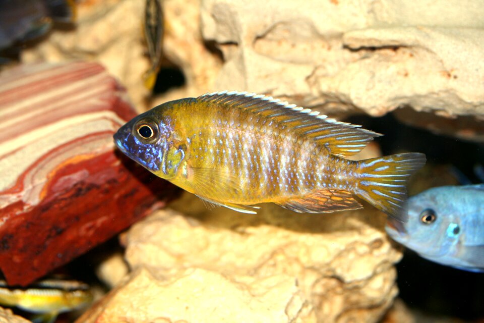 Cichlidae cichlids tanganyika