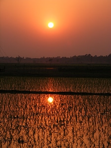 Crop field agriculture photo
