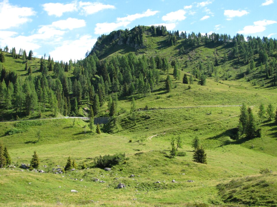 Nature green summer