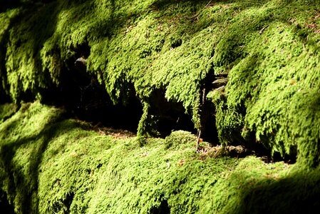 Nature moss growth overgrown natursteine photo