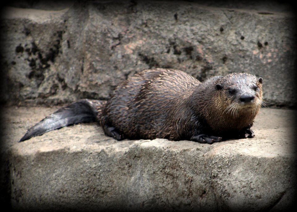 Animals wild mammals