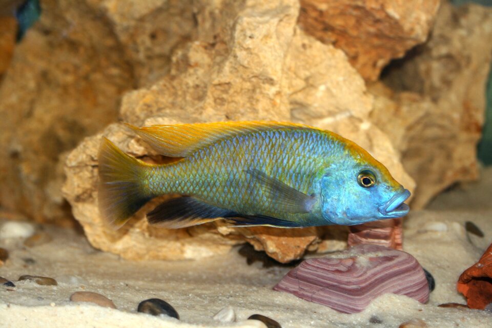 Malawi cichlidae cichlids