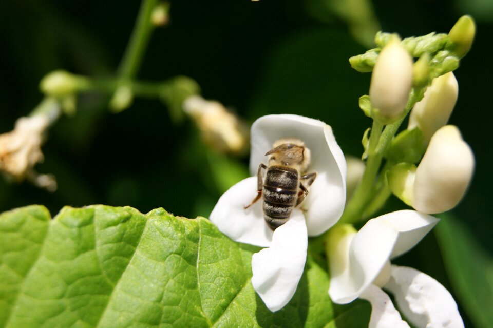 Flower bean summer white