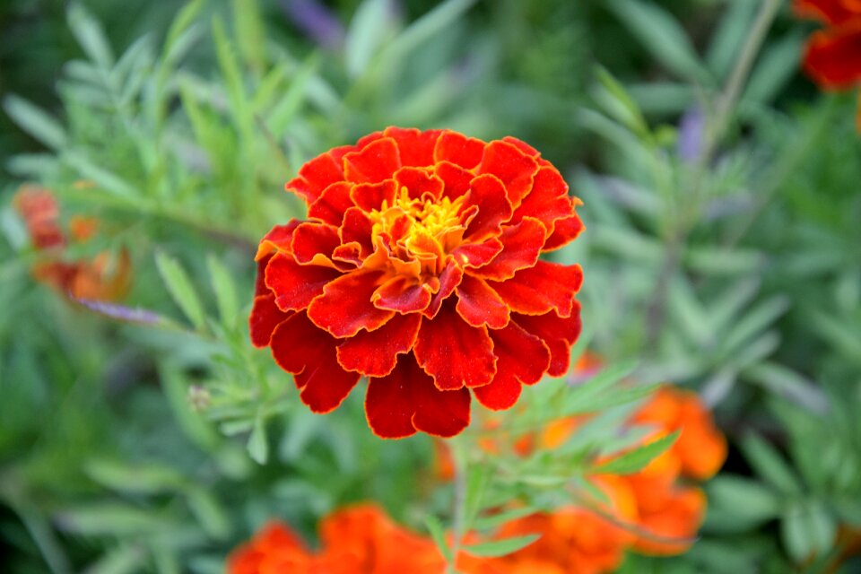 Plant garden nature