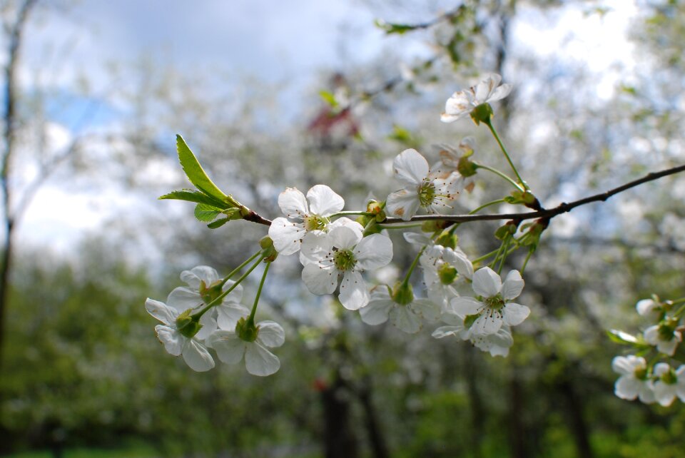 Spring cherry flowers