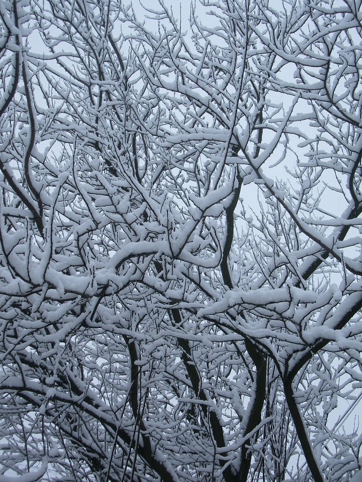 Snowy white winter