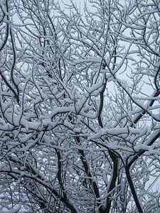 Snowy white winter