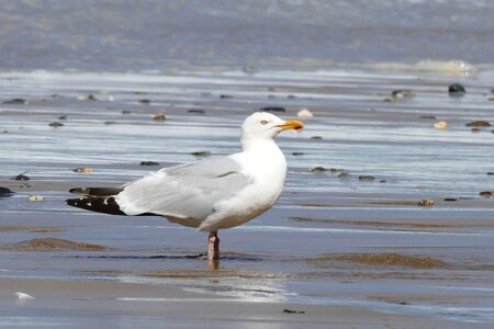 Nature gull sea photo
