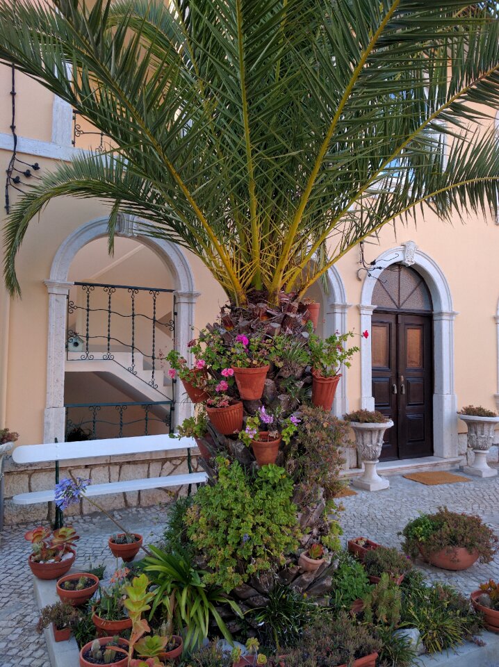 Plants decoration house