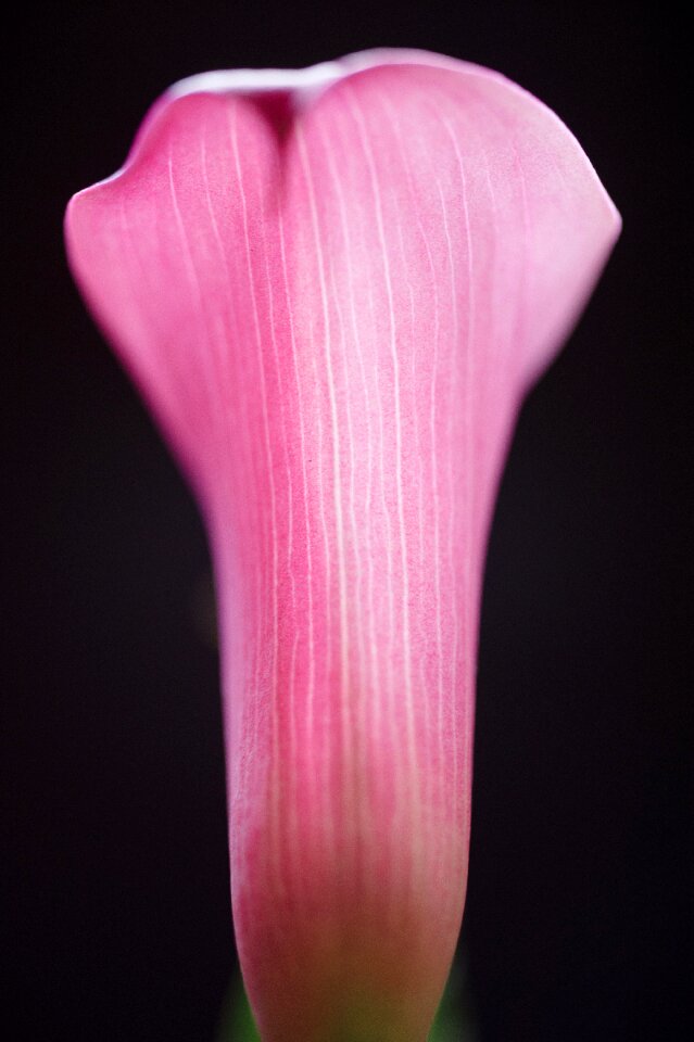 Lilly calla botany