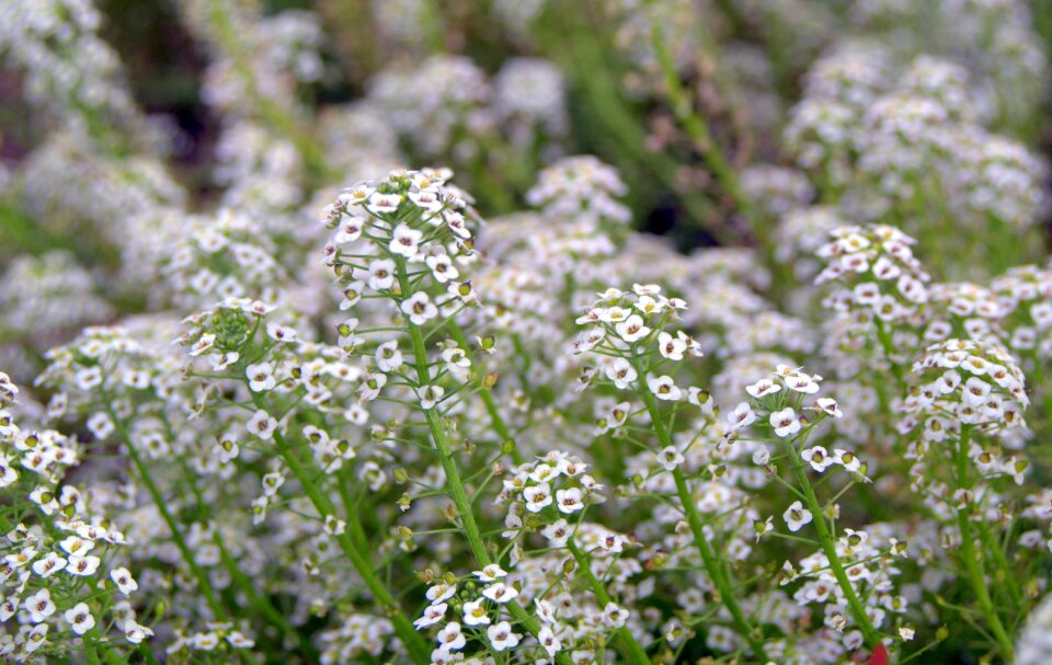 White garden flowers