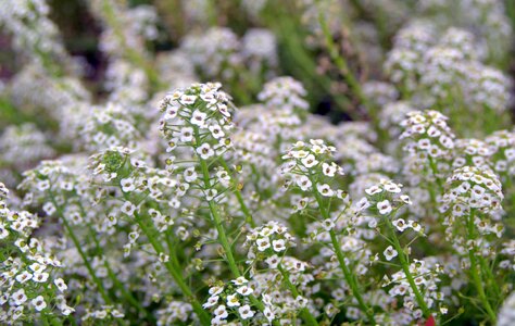 White garden flowers