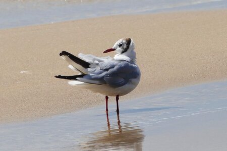 Nature gull sea