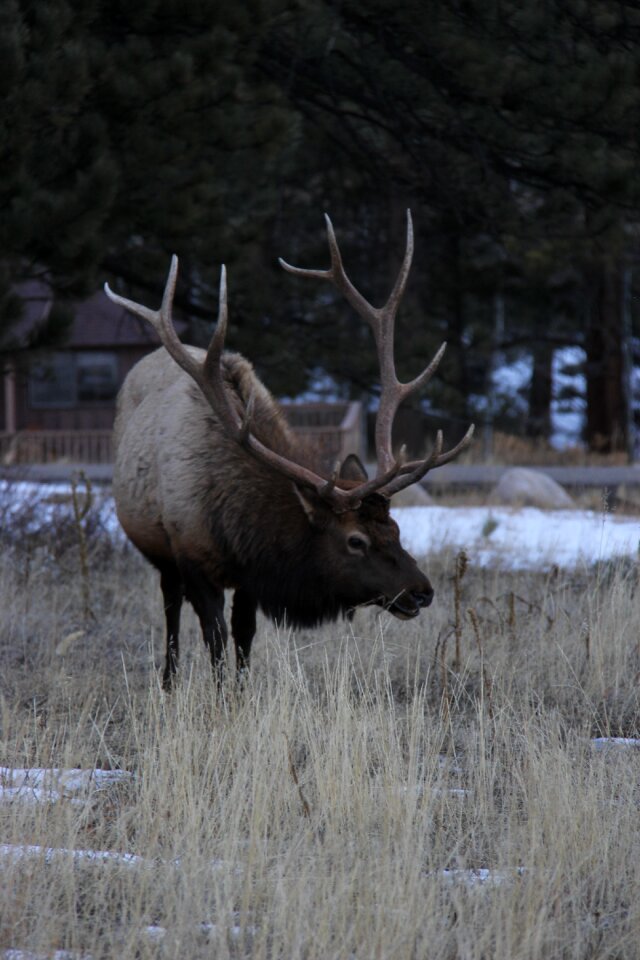 Antlers wapiti bull