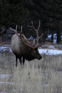Antlers wapiti bull