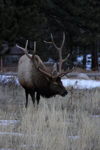 Antlers wapiti bull photo