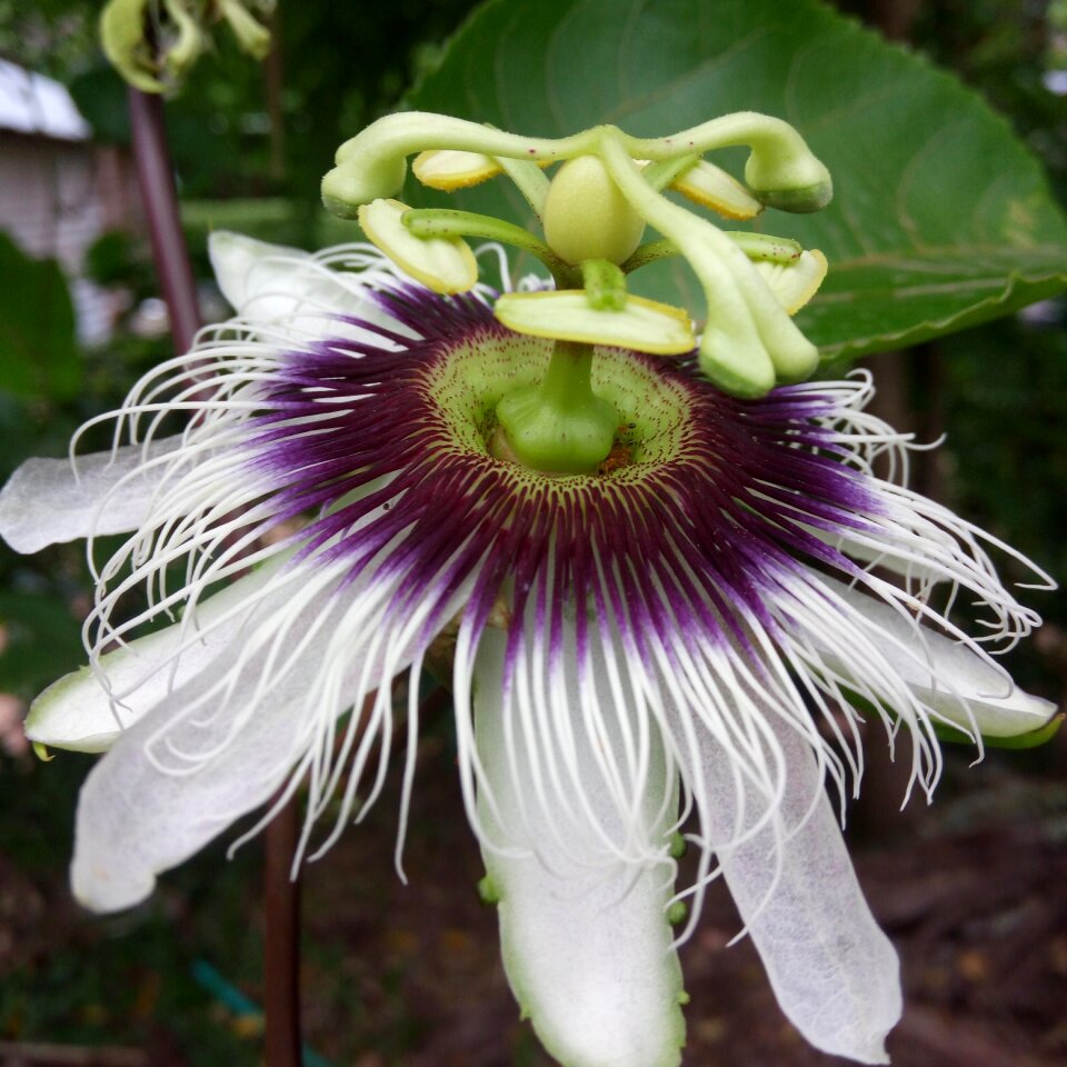 Ants passion flower passion vine