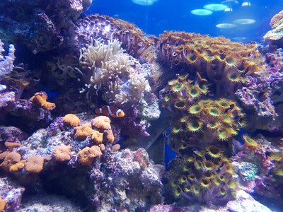 Tropical aquarium photo