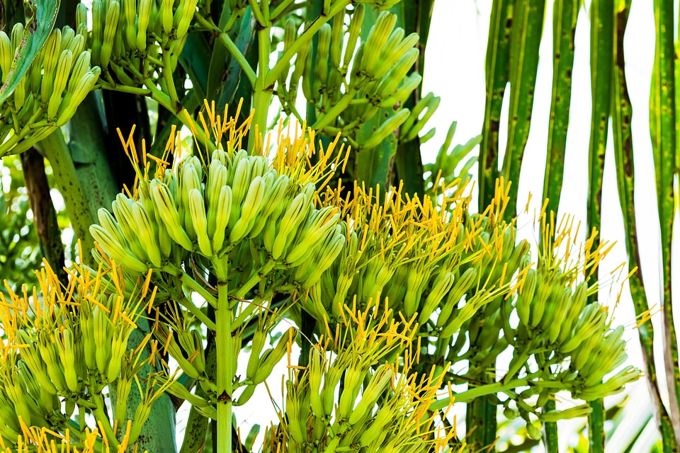 Agave inflorescence flowers