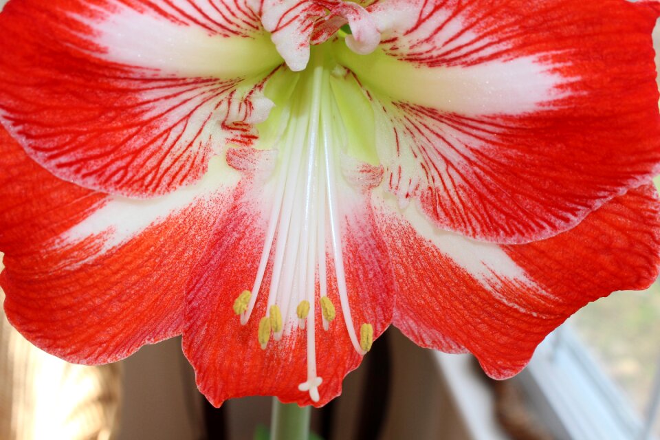Tropical plant nature