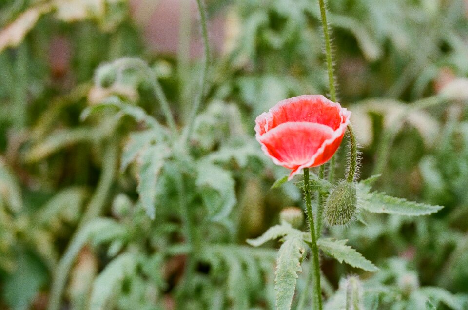 Nature field plant