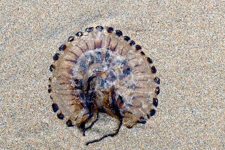 Sand nature ocean