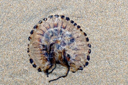 Sand nature ocean photo