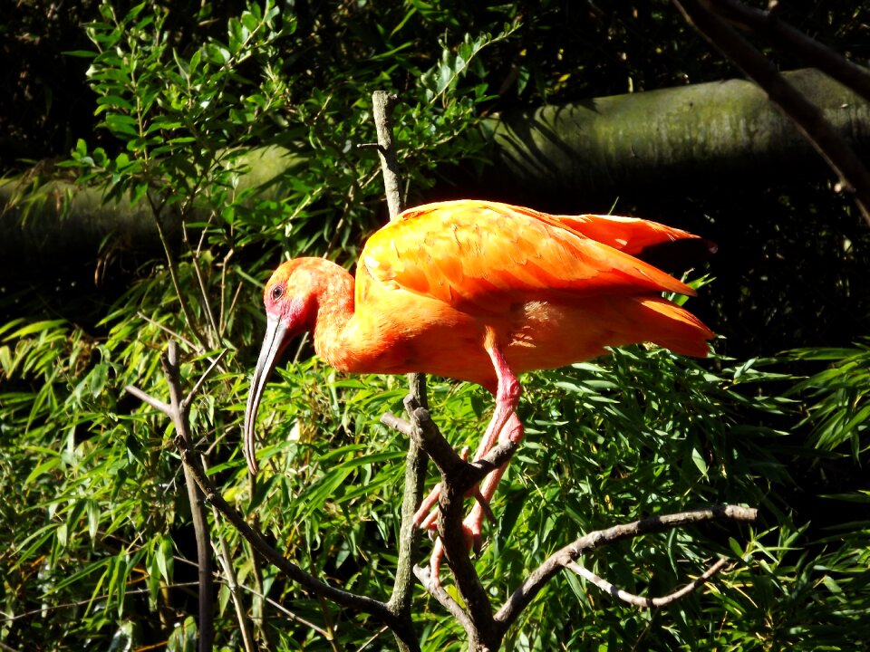Exotic nature beak
