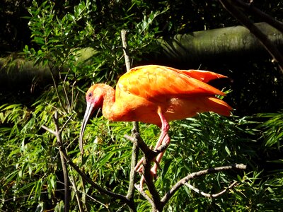 Exotic nature beak