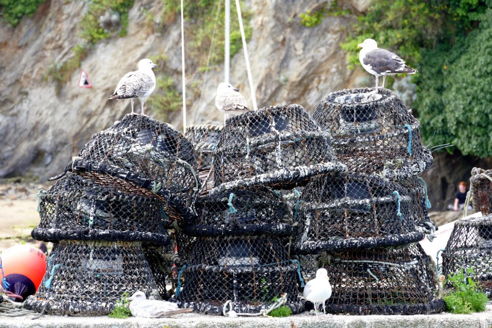 Crabbing fish water