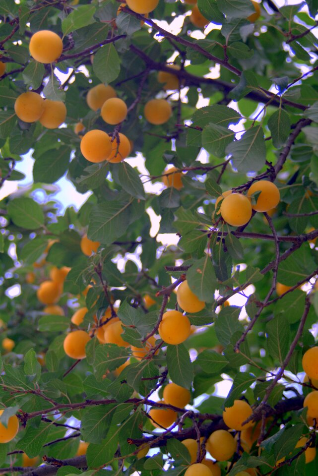 Yellow tree fruit