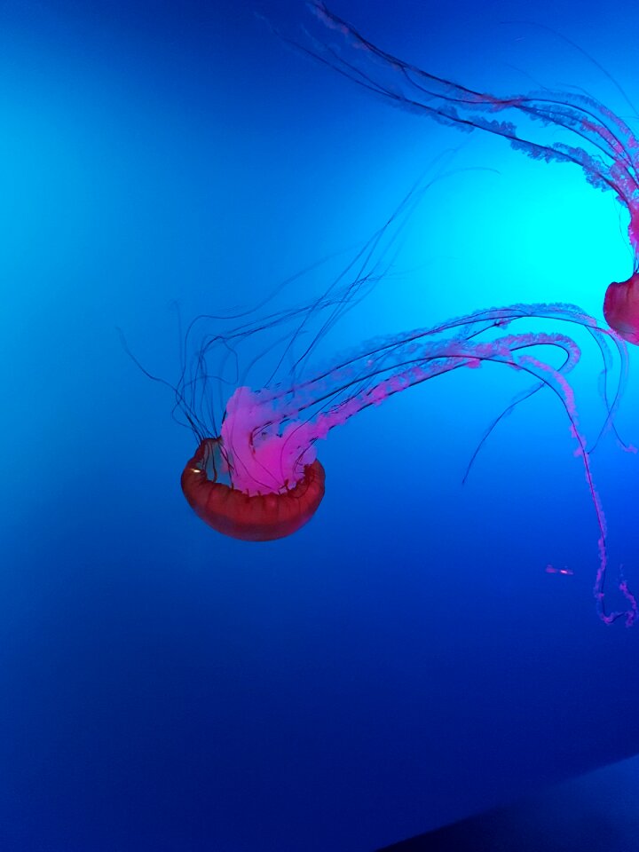Sea aquarium