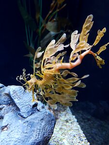 Marine blue dragon