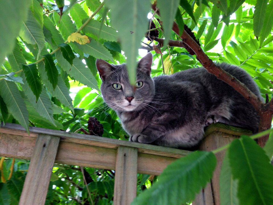 Bush animal predator