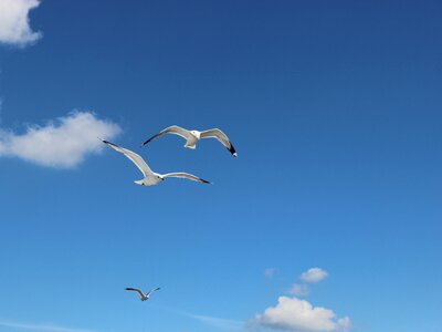 Gull birds seagull