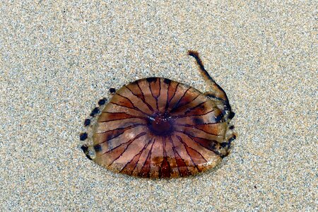Sand nature ocean