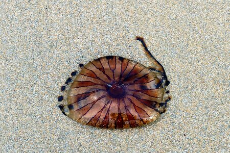 Sand nature ocean photo