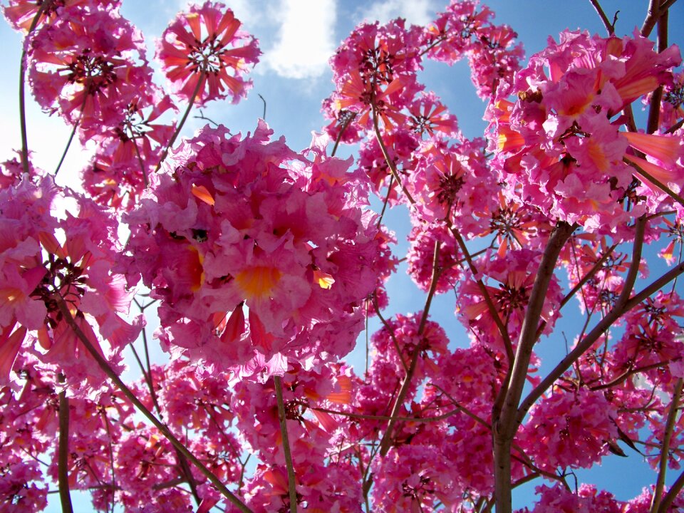 Spring flower floral