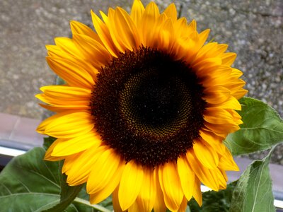 Yellow summer helianthus photo