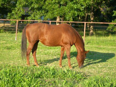 Equine brown rural