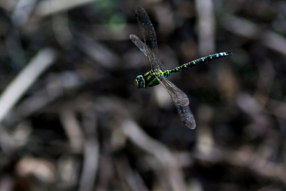 Flying flight insect insect
