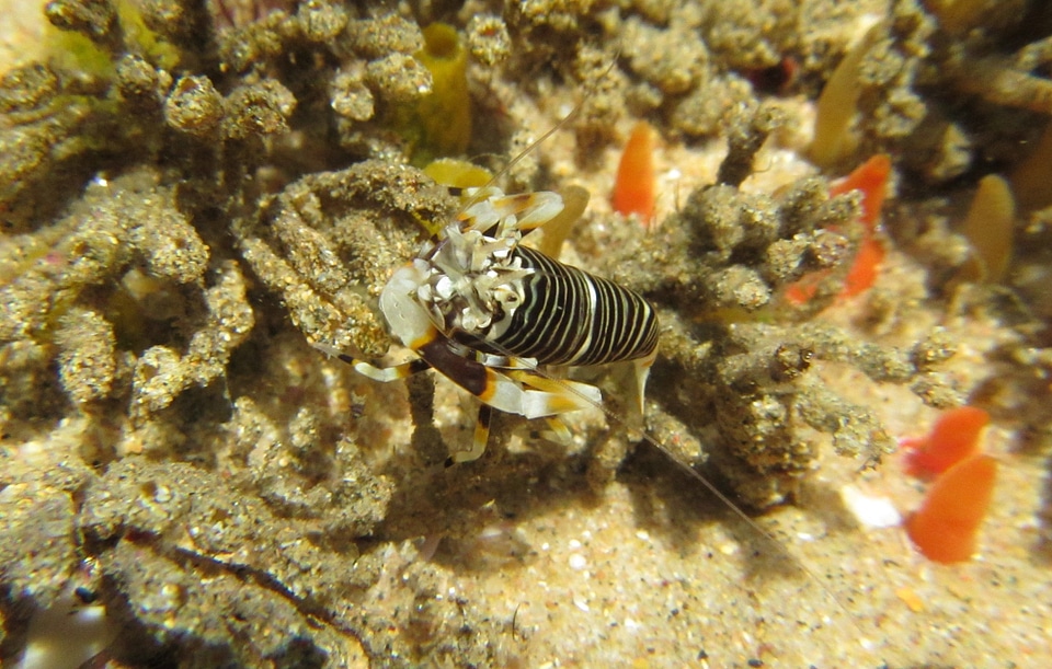 Sea marine underwater