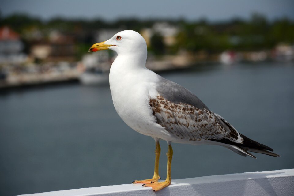 Bird great seaside