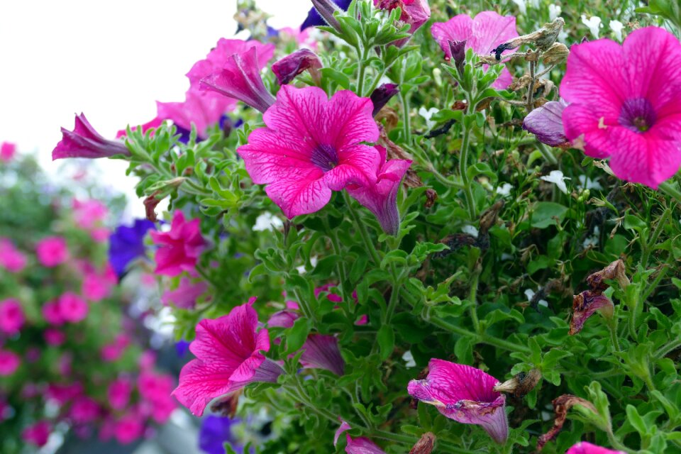 Purple flower natural pink