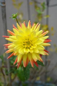 Bloom plant yellow
