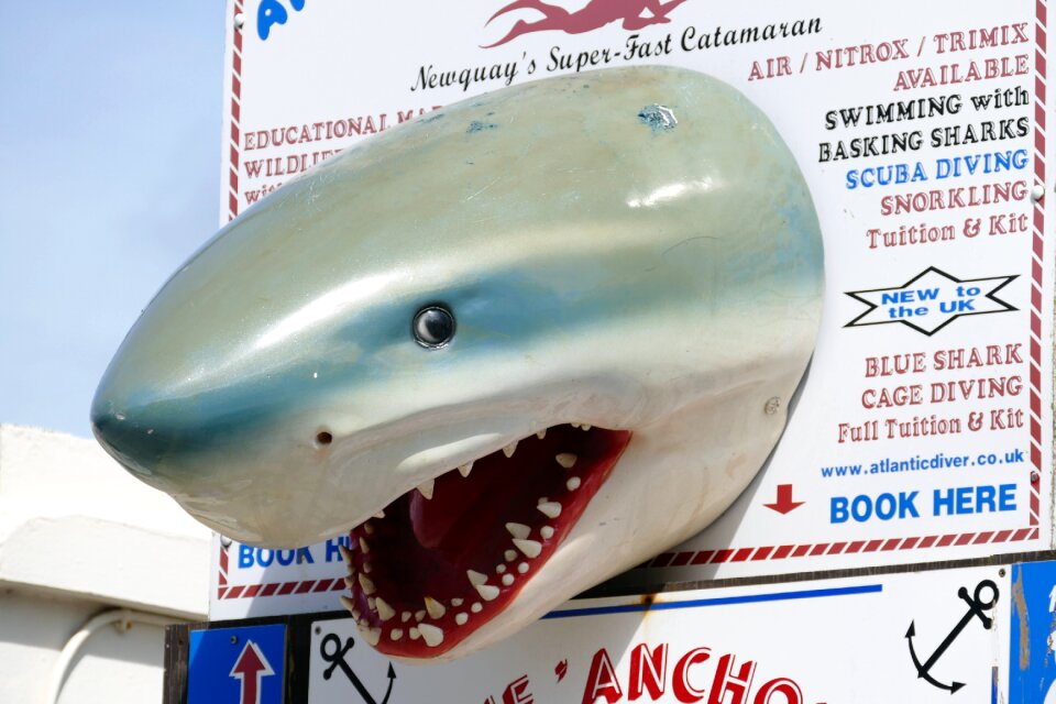 Dangerous fish nature